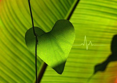 WillowLight: We Will Set You Right! A Day of Healing