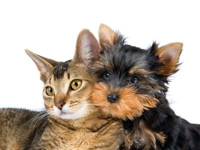 Rally for Rescued Pets Spring Expo