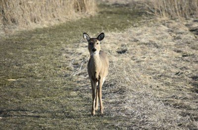 SciNight Series: Wildlife Rescue 101