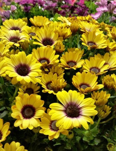 Annual Summer Plant Sale and Basket Raffle