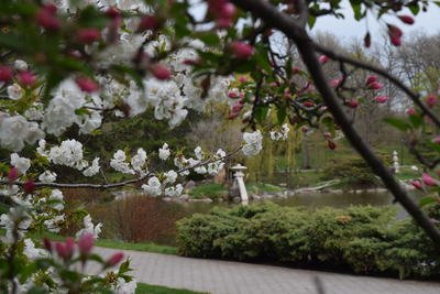 Cherry Blossom Chill 5 — Apr 30, 2018