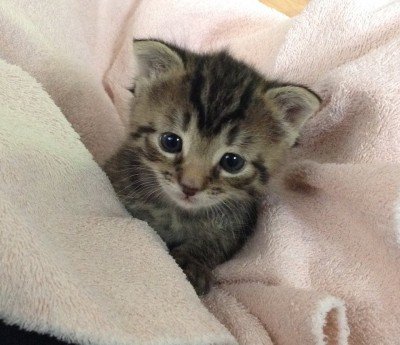 Rally for Rescued Pets Spring Expo