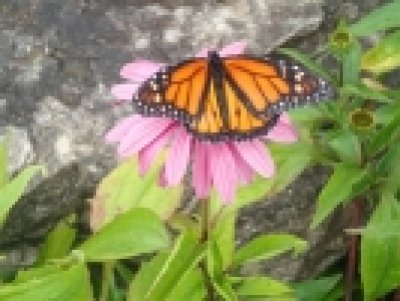 Niagara Hospice Memorial Butterfly Release — Jul 21, 2018
