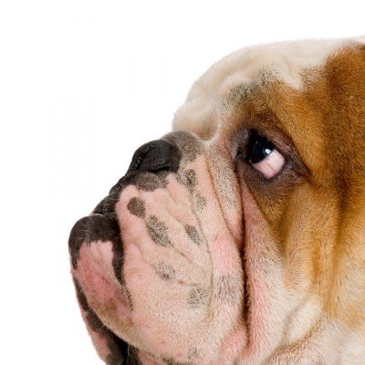 Dog Show