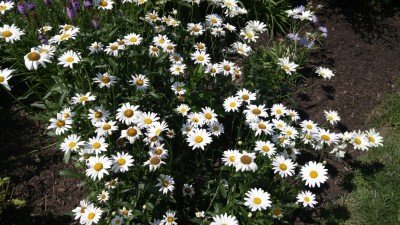 South Buffalo Alive Garden Tour — Jul 15, 2018