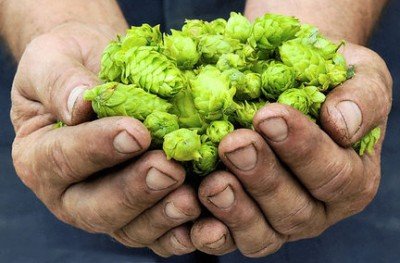 Hop Harvest Festival — Sep 3, 2018