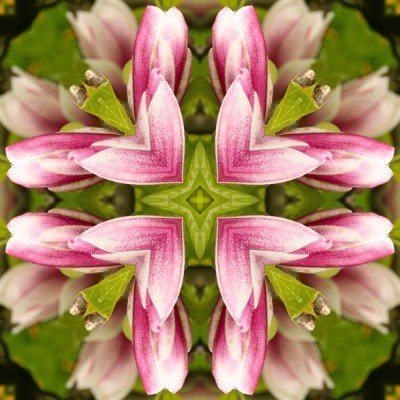 Nature’s Kaleidoscope