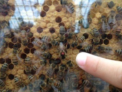 Docent Training - Class of 2018 at Buffalo & Erie County Botanical Gardens — Aug 11, 2018