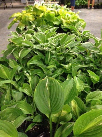 Hosta, Daylily & Iris Sale