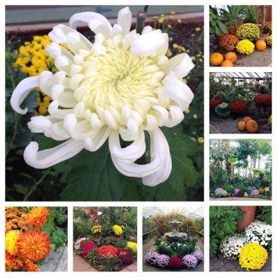 Mum Exhibit & 4-H Farm