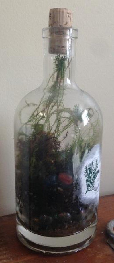 Tropical Glass Terrariums at Buffalo & Erie County Botanical Gardens — Oct 11, 2018