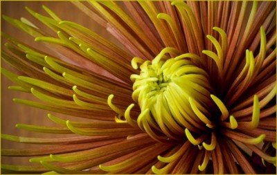 South Towns Camera Club