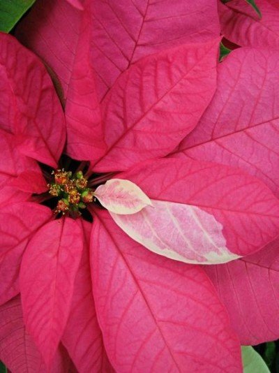 Poinsettia & Railway Exhibit