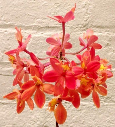 Fall Orchid Show — Nov 10, 2018
