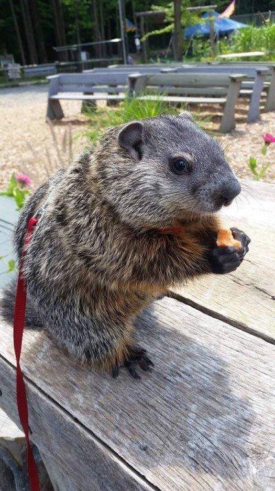 6th Annual Buffalo Groundhog Day — Jan 26, 2019