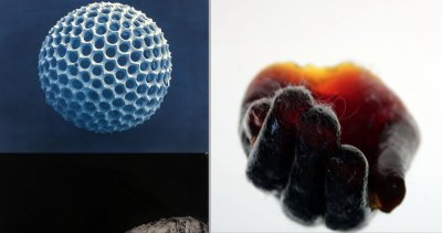 CEPA Dual Opening ** Ango'tg / Horizon ** Sutherland/Ely