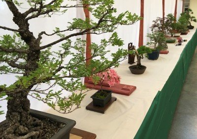 Bonsai Show