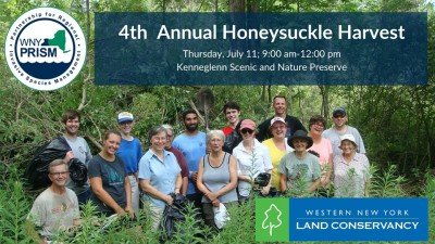 4th Annual Honeysuckle Harvest — Jul 11, 2019