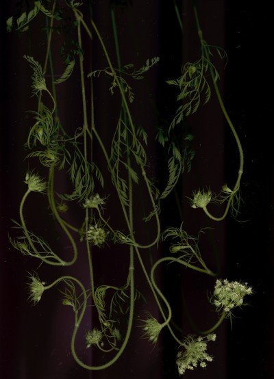 Paloma Barhaugh-Bordas, "Understory"