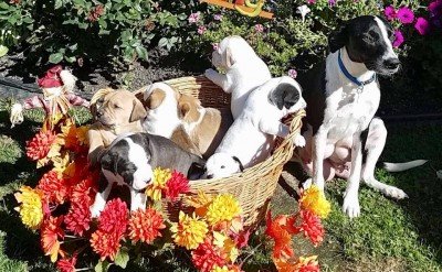 Pasta For Pups