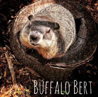 7th Annual Buffalo Groundhog Day