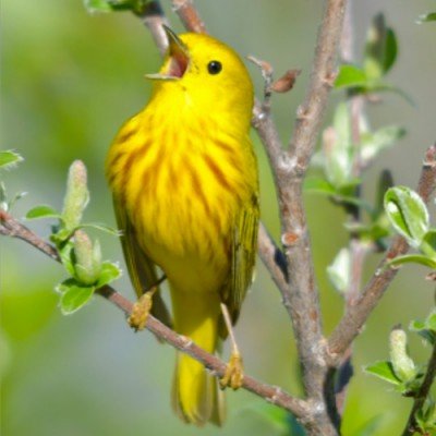 The Sound of Nature: Bird Sound