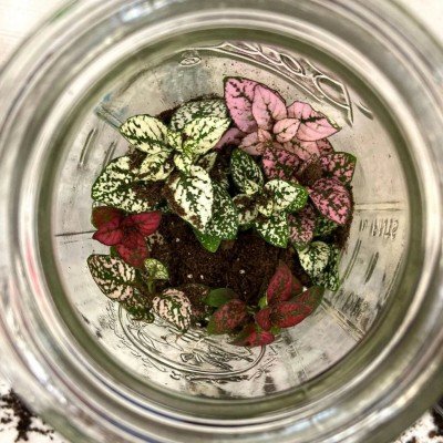 Tropical Glass Terrarium Workshop for Adults