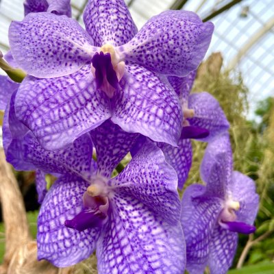 Orchid Show