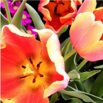 Spring Flower Exhibit and 4-H Mini Farm