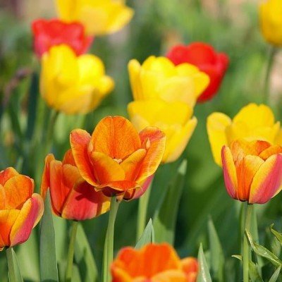 Spring Bulb Sale Online!