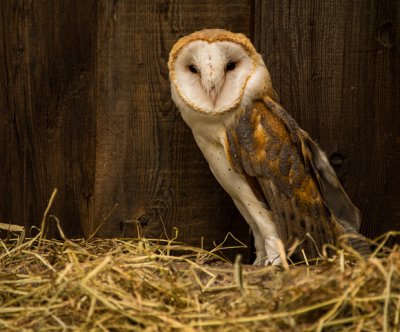 Hawk Creek Wildlife Center Open House