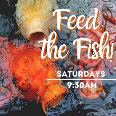 Feed the Fish!