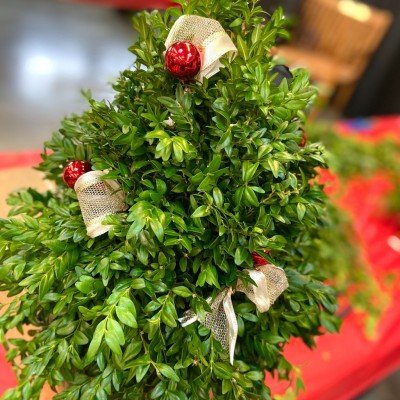 Fresh Boxwood Tree- Online — Dec 5, 2020