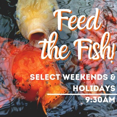 Feed the Fish!