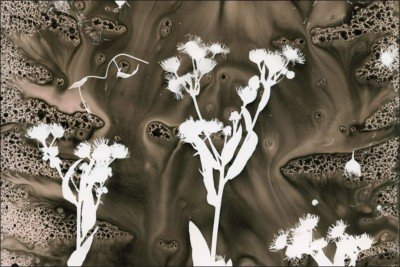 PRINTING WITH THE SUN: ANTHOTYPES & CYANOTYPES