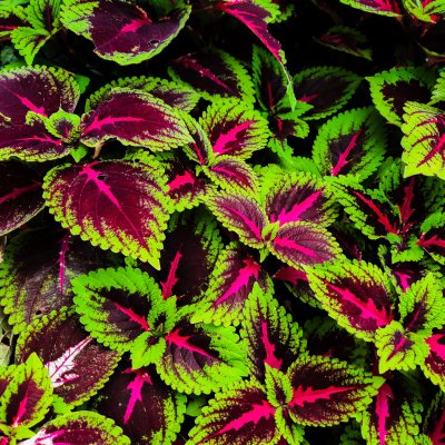 Coleus and Creatures Exhibit