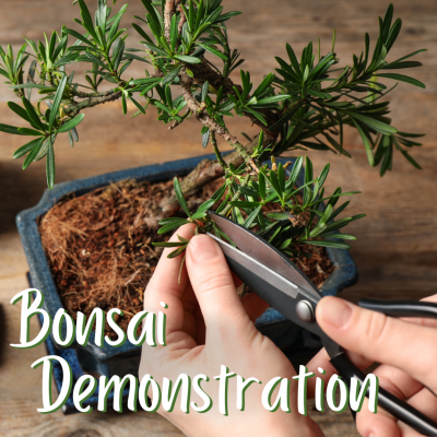 Bonsai Demonstration | Horticulture Class