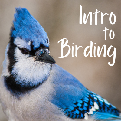 Intro to Birding | Make-It, Take-It Workshop