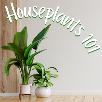 Houseplants 101 | Gardening Class