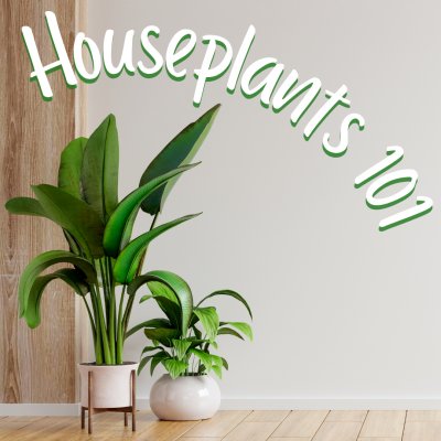 Houseplants 101 | Gardening Class at Buffalo & Erie County Botanical Gardens — Oct 14, 2023