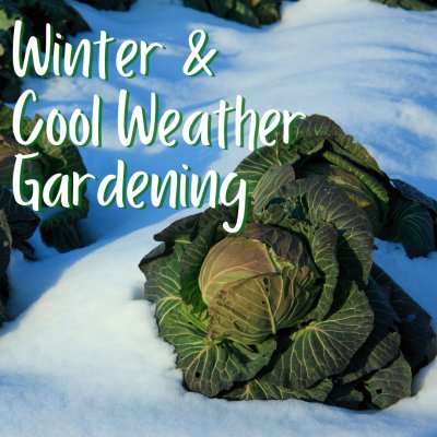 Winter and Cool Weather Gardening | Gardening Class at Buffalo & Erie County Botanical Gardens — Nov 4, 2023