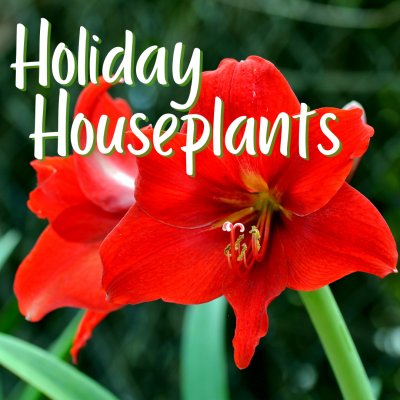 Holiday Houseplants | Gardening Class