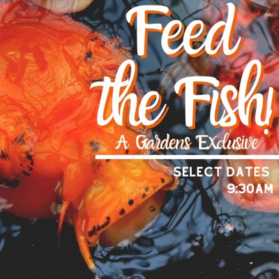 Feed the Fish! | Buffalo and Erie County Botanical Gardens