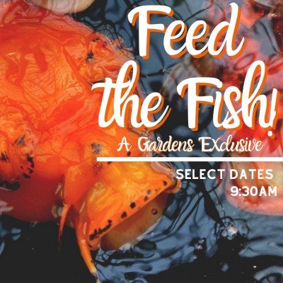 Feed the Fish! | Buffalo and Erie County Botanical Gardens