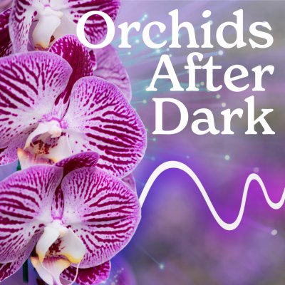 Orchids After Dark