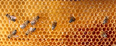 Intro to Beekeeping at Buffalo Niagara Heritage Village — Feb 24, 2024