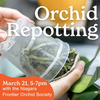 Orchid Repotting with the Niagara Frontier Orchid Society