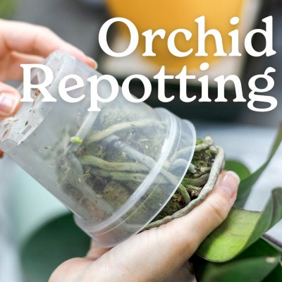 Orchid Repotting with the Niagara Frontier Orchid Society
