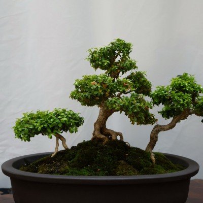 Bonsai Show