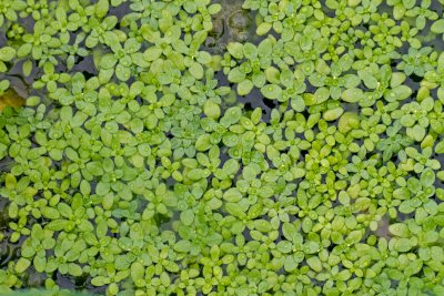 Container Water Gardening Workshop